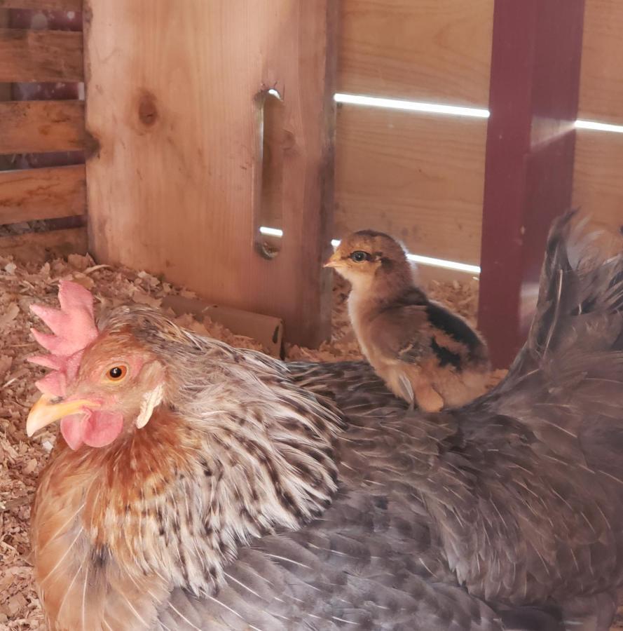 Global Village Permaculture Bnb オリバー エクステリア 写真
